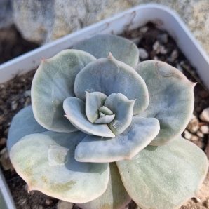 Echeveria Marble var
