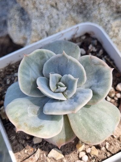 Echeveria Marble var