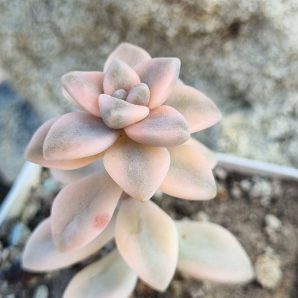 Graptopetalum Apricot variegated