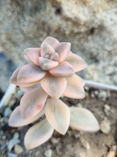 Graptopetalum Apricot variegated