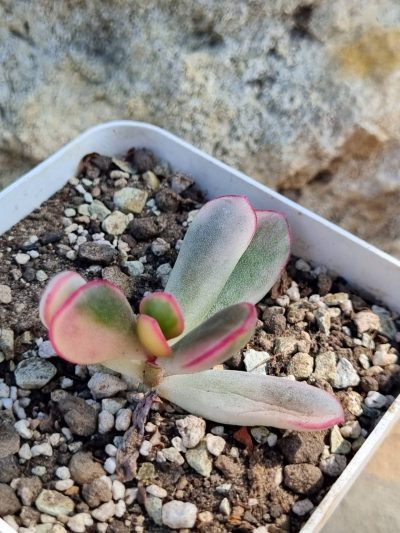 Cotyledon orbiculata Long leaf variegata - Зображення 2