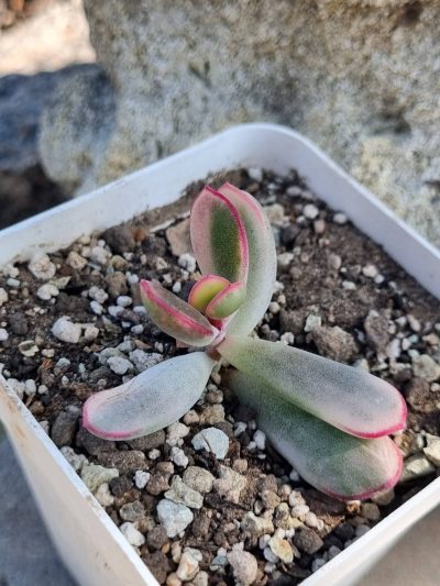 Cotyledon orbiculata Long leaf variegata - Зображення 3