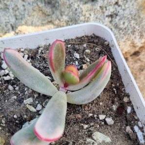 Cotyledon orbiculata Long leaf variegata