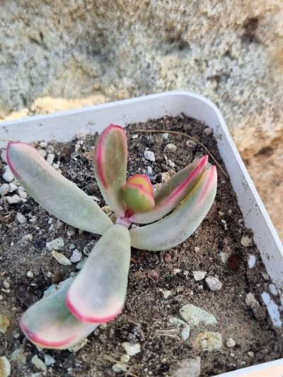 Cotyledon orbiculata Long leaf variegata