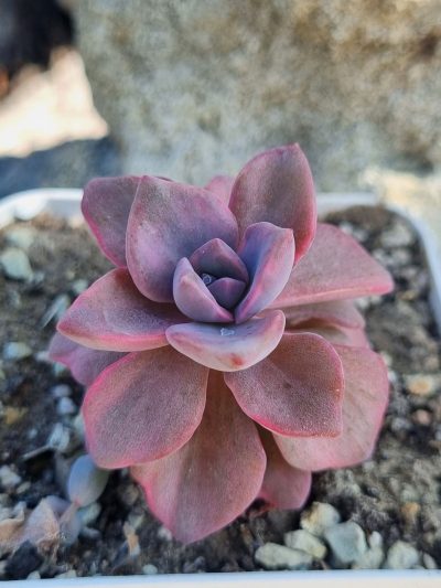Echeveria Mrs Richards var - Зображення 3