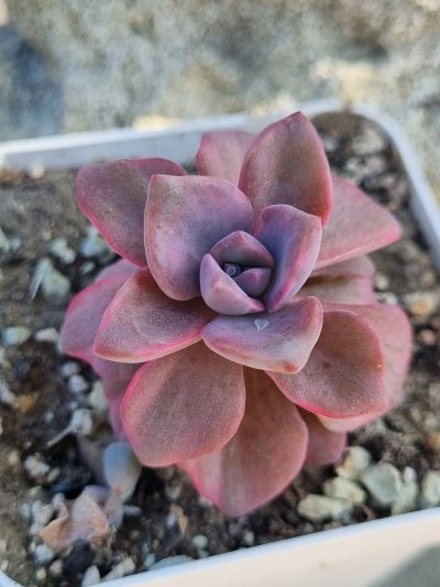 Echeveria Mrs Richards var