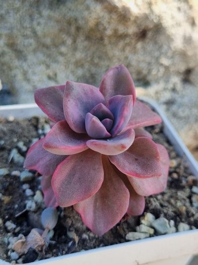 Echeveria Mrs Richards var - Зображення 2