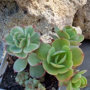 Echeveria Peach pride var