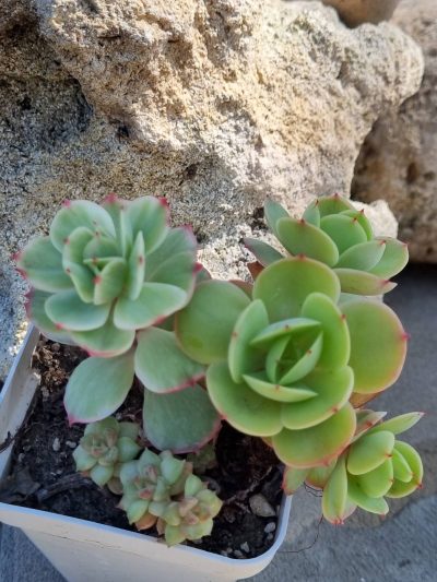 Echeveria Peach pride var