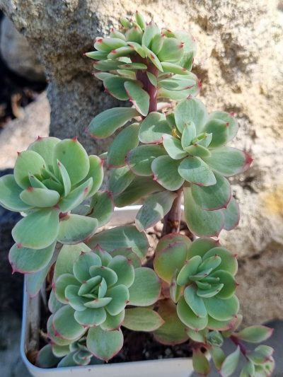 Echeveria Peach pride var - Зображення 2