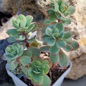 Echeveria Peach pride var
