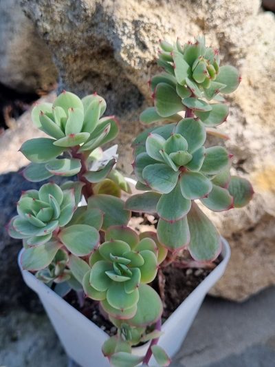 Echeveria Peach pride var