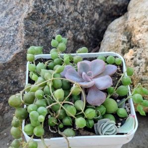 Senecio Rowleyanus