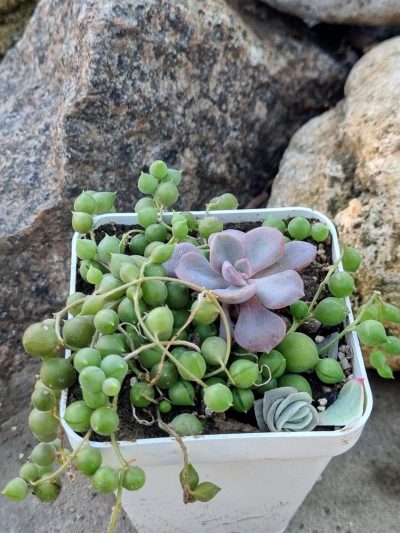 Senecio Rowleyanus
