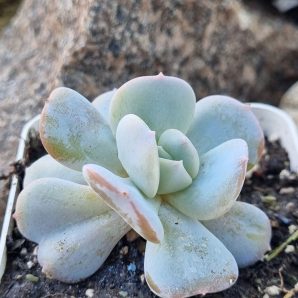 Echeveria Exotica
