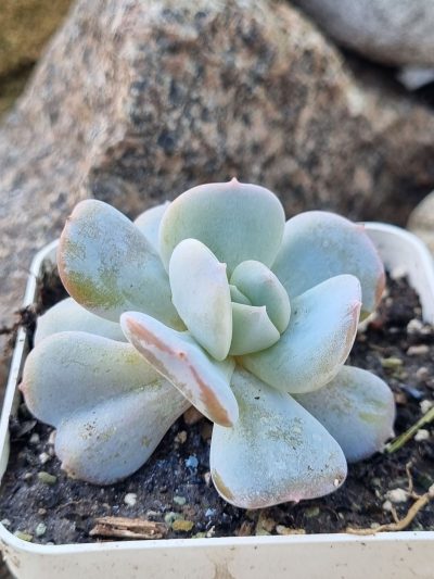 Echeveria Exotica