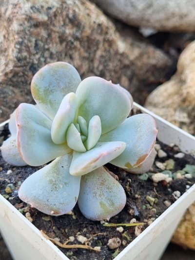 Echeveria Exotica - Зображення 2