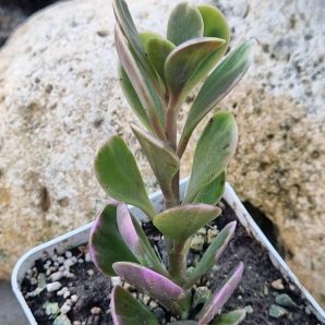 Senecio Jacobseni var