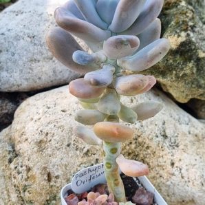 Pachyphytum Oviferum