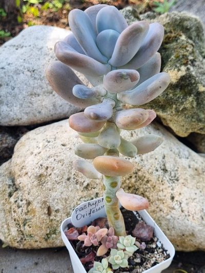 Pachyphytum Oviferum