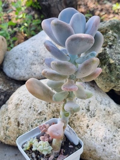 Pachyphytum Oviferum - Зображення 2