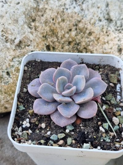 Echeveria Debbie var - Зображення 2