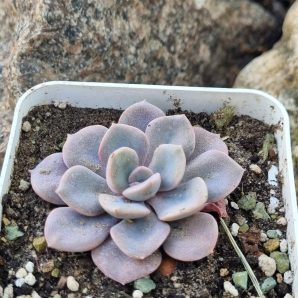 Echeveria Debbie var
