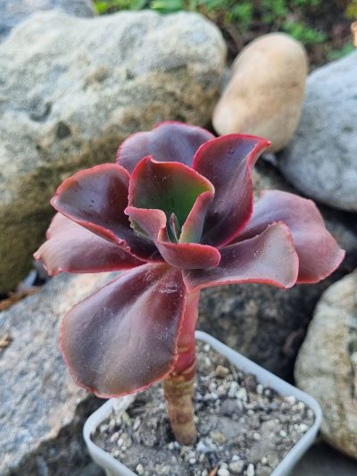 Echeveria Pappy's rose - Зображення 3