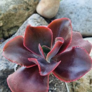 Echeveria Pappy's rose