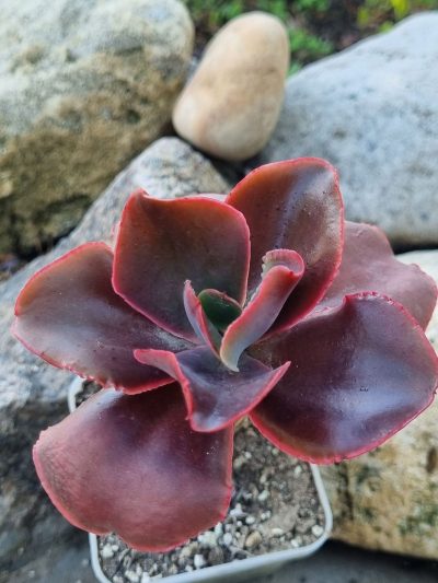 Echeveria Pappy's rose