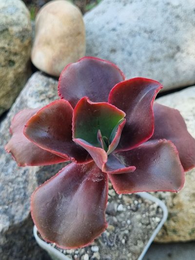 Echeveria Pappy's rose - Зображення 2