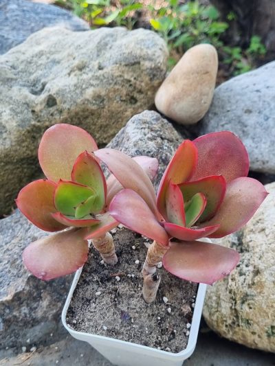 Echeveria Red Finkle - Зображення 2