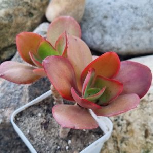 Echeveria Red Finkle