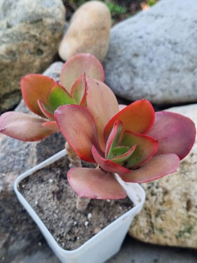 Echeveria Red Finkle