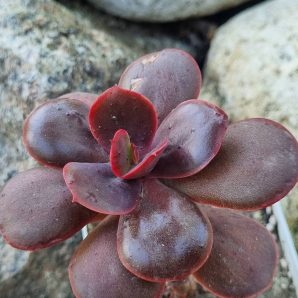 Echeveria Primadonna