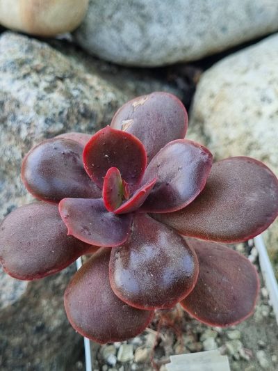 Echeveria Primadonna