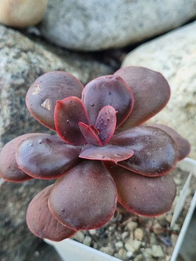 Echeveria Primadonna - Зображення 2