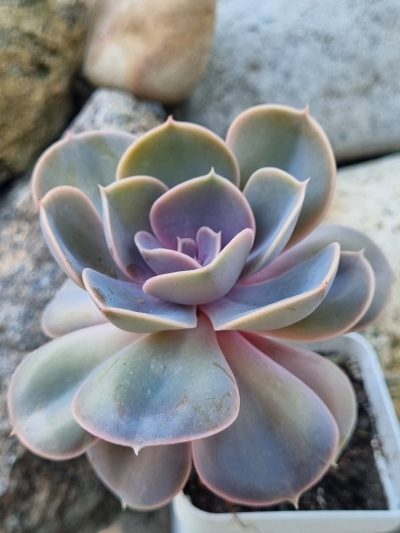 Echeveria Perle von Nurnberg - Зображення 2