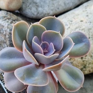 Echeveria Perle von Nurnberg