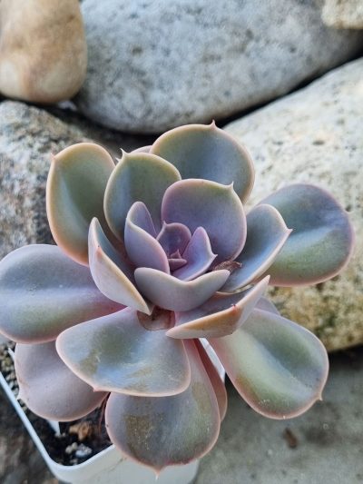Echeveria Perle von Nurnberg
