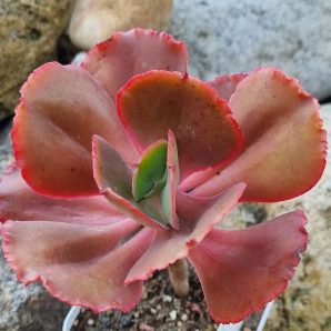 Echeveria Diamond State