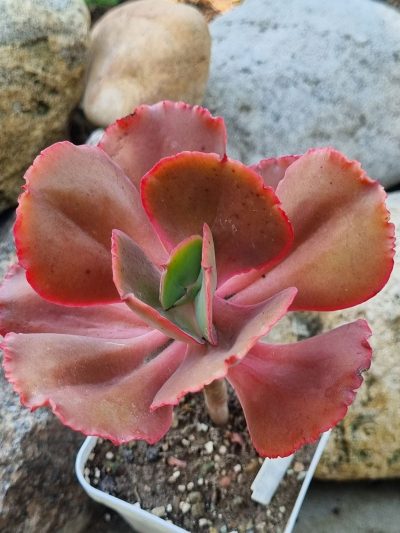 Echeveria Diamond State
