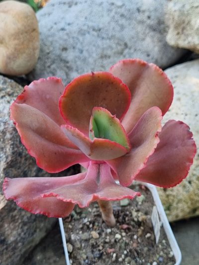 Echeveria Diamond State - Зображення 2