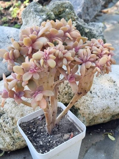 Echeveria Fred Ives cristata - Зображення 3