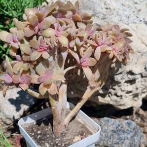 Echeveria Fred Ives cristata