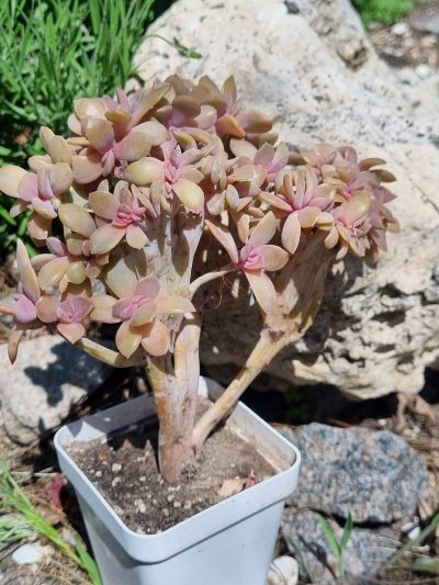 Echeveria Fred Ives cristata