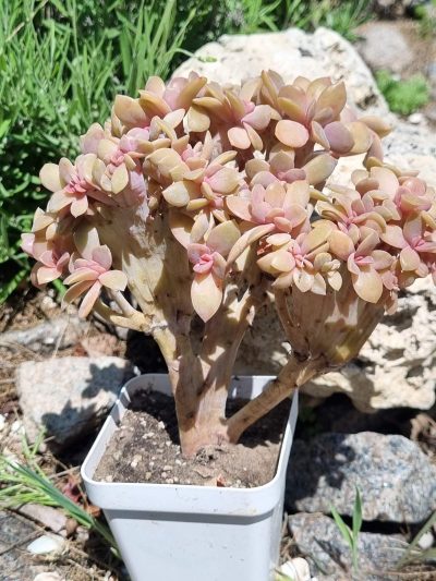 Echeveria Fred Ives cristata - Зображення 2