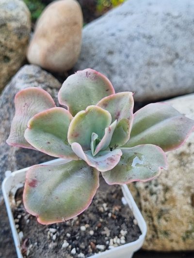 Echeveria Wild Butterfiely - Зображення 2