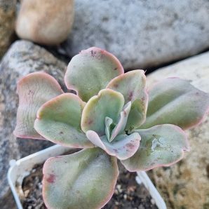 Echeveria Wild Butterfiely