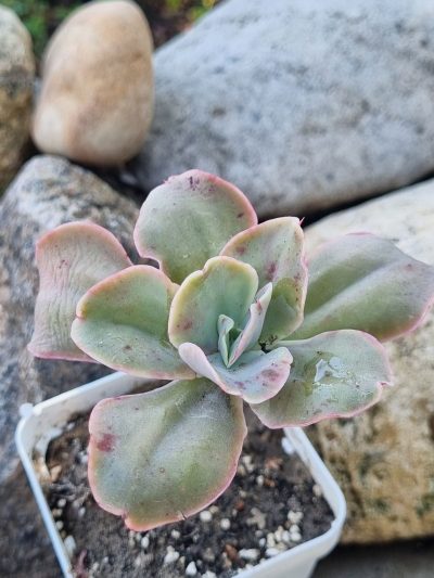 Echeveria Wild Butterfiely